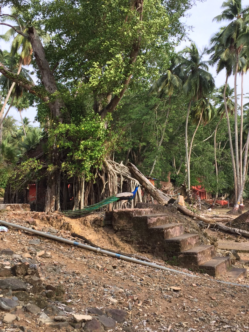Photo of Ross Island, Andaman, Ross Island Road, India by Sinjini