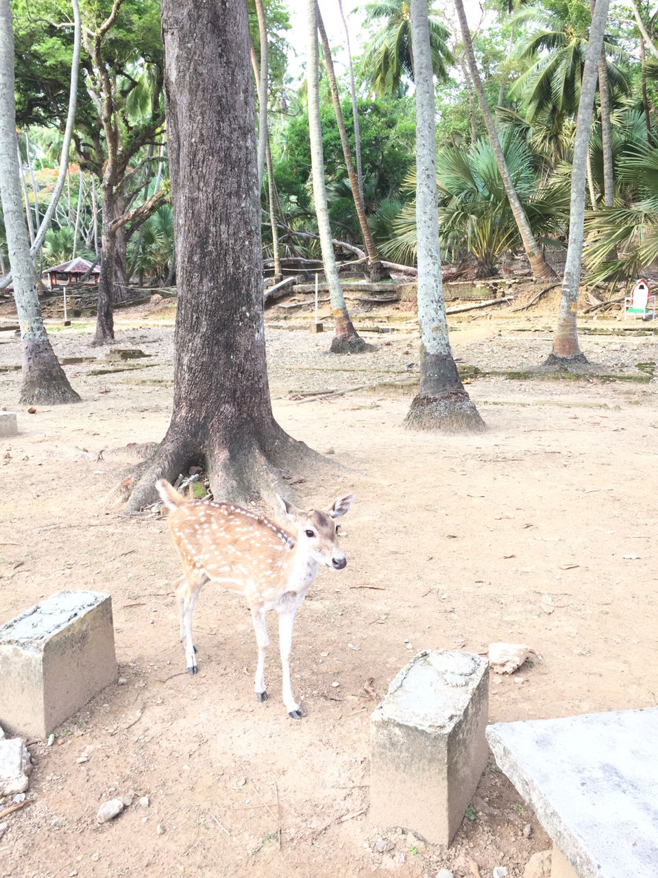 Photo of Ross Island, Andaman, Ross Island Road, India by Sinjini