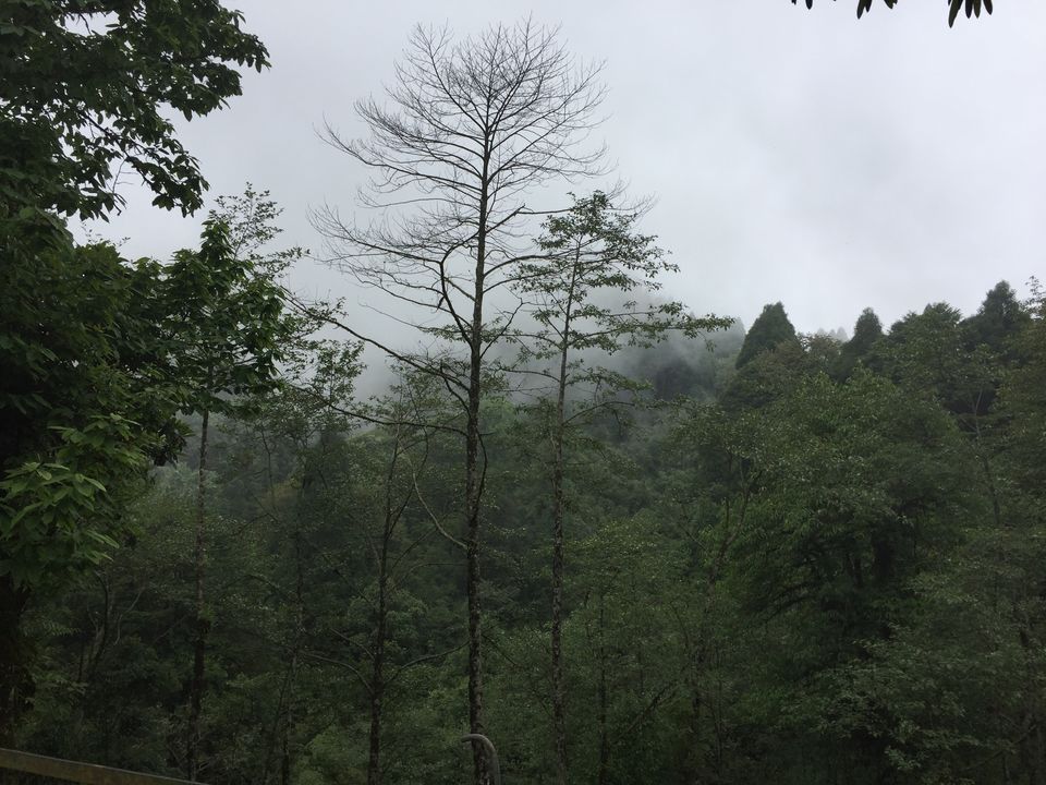 Photo of Darjeeling : Get rejuvenated at the foothill of the Himalayas 9/16 by Sinjini