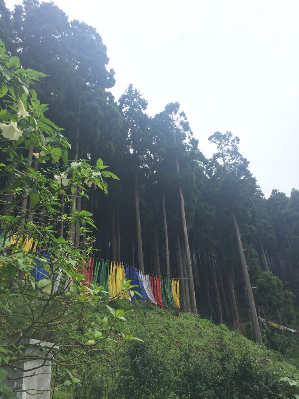 Photo of Darjeeling : Get rejuvenated at the foothill of the Himalayas 15/16 by Sinjini