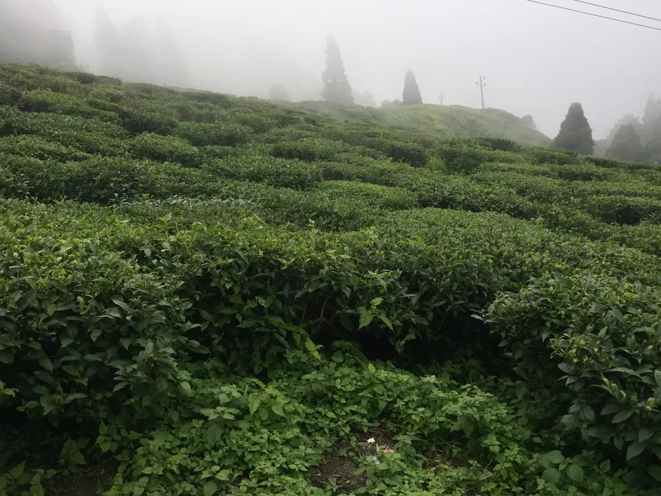 Photo of Happy Valley Tea Garden, West Bengal, India by Sinjini