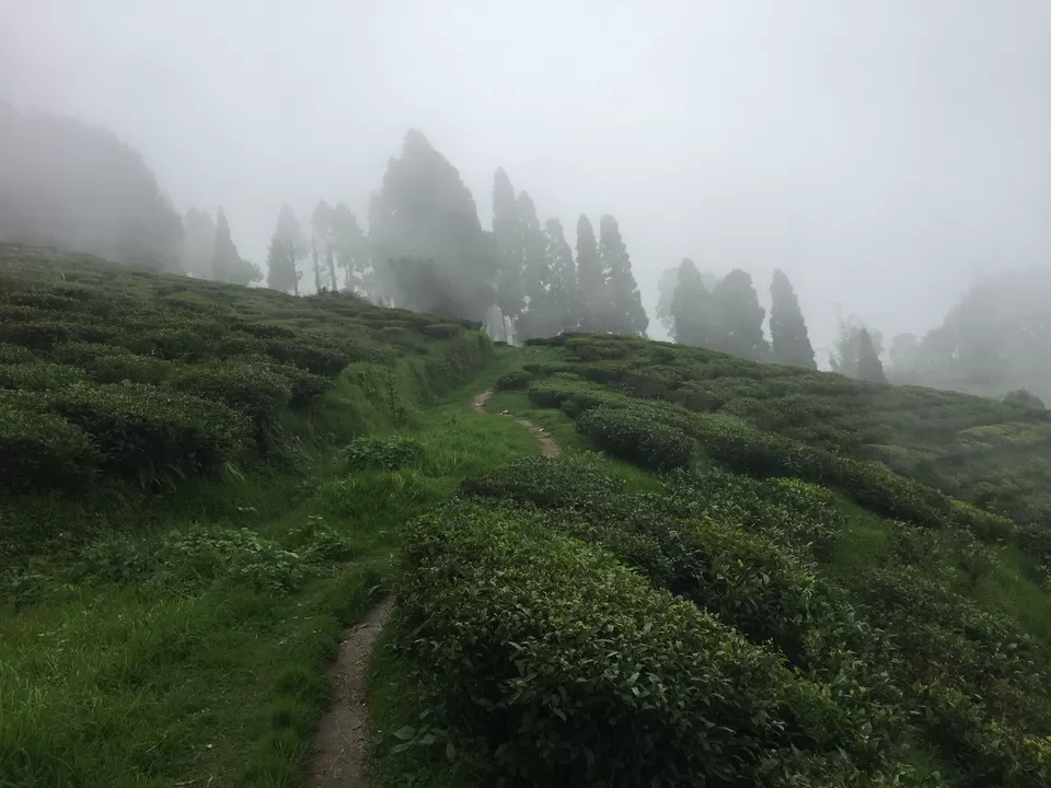 Photo of Happy Valley Tea Garden, West Bengal, India by Sinjini