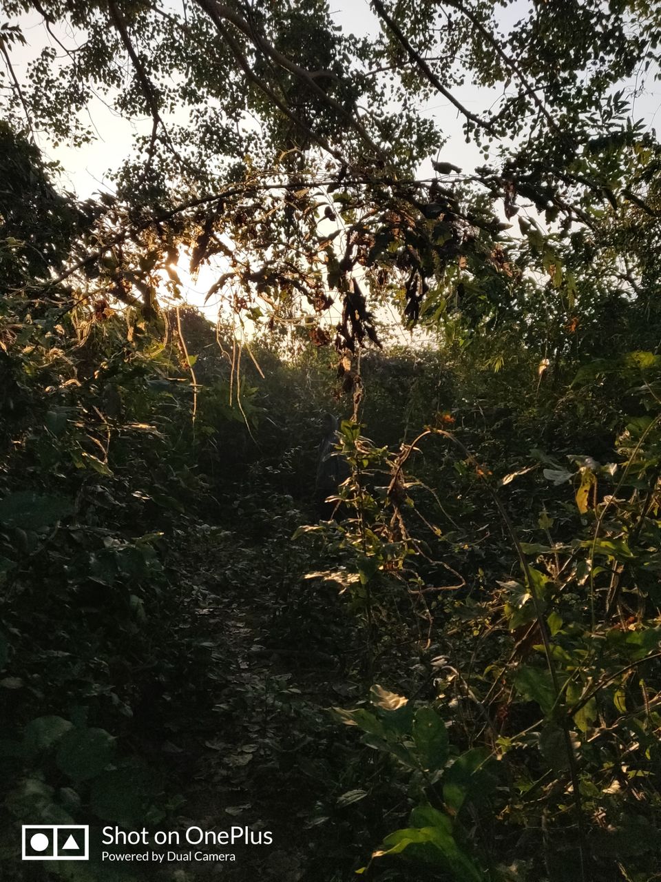 Photo of Satkosia sands resort : perfect weekend getaway from Kolkata and Bhubaneswar by Madhurima Roy