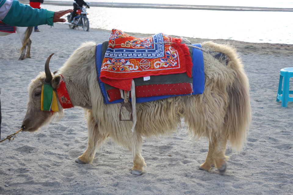 Photo of How I traveled free to Ladakh! by Vandy Malik