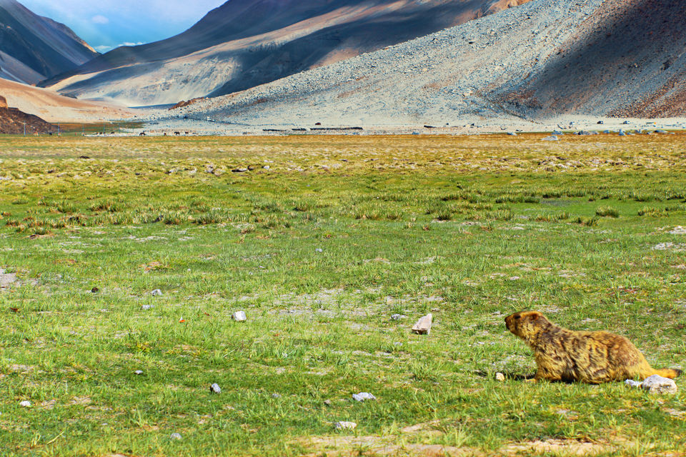 Photo of Pangong Lake, Leh by Vandy Malik