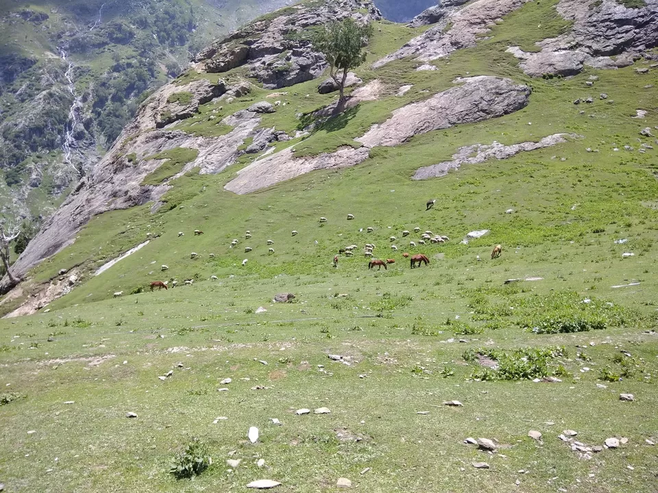 Photo of Amarnath Ji Yatra, Srinagar by Ravindra sharma