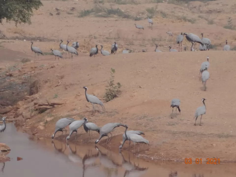 Photo of Khichan, Phalodi, Rajasthan, India by Ravindra sharma