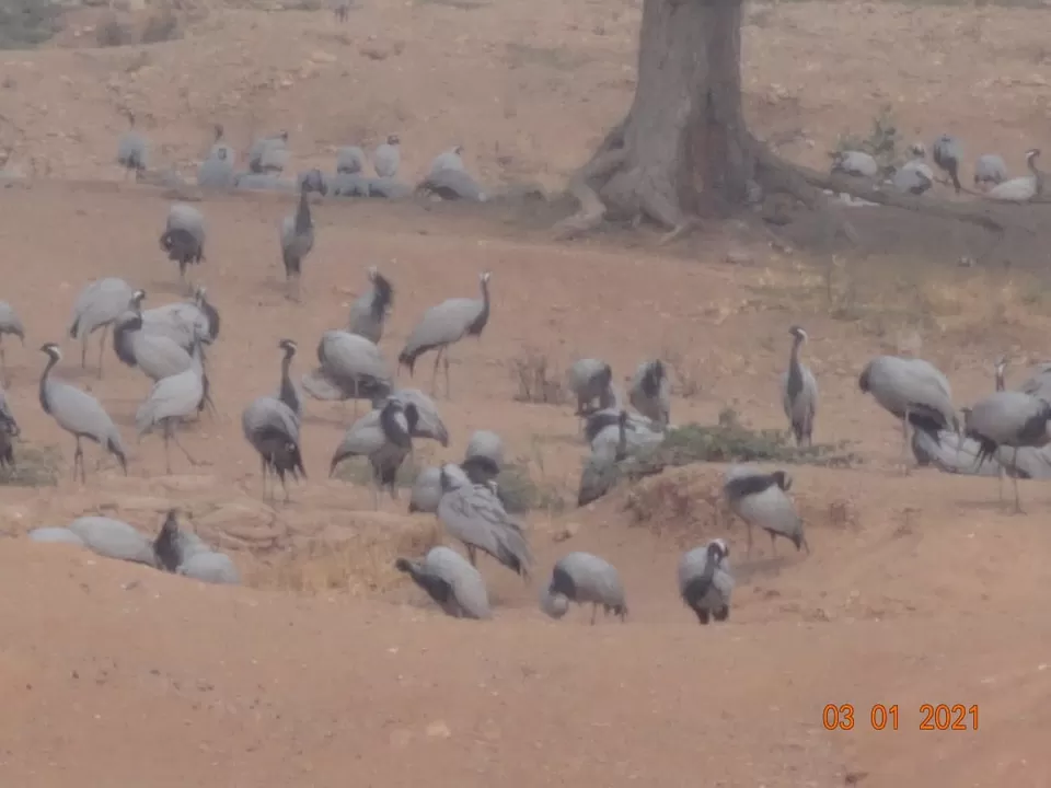 Photo of Khichan, Phalodi, Rajasthan, India by Ravindra sharma