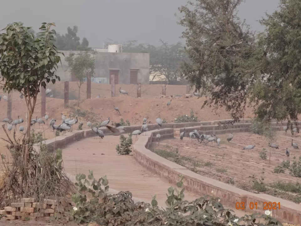 Photo of Khichan, Phalodi, Rajasthan, India by Ravindra sharma