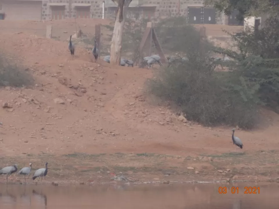 Photo of Khichan, Phalodi, Rajasthan, India by Ravindra sharma