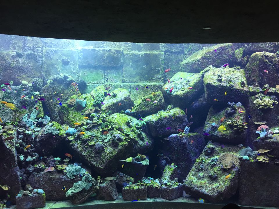 Photo of ATLANTIS THE PALM, DUBAI by Arpita Agrawal