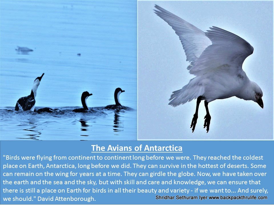 Photo of Antarctica by Shridhar Sethuram Iyer