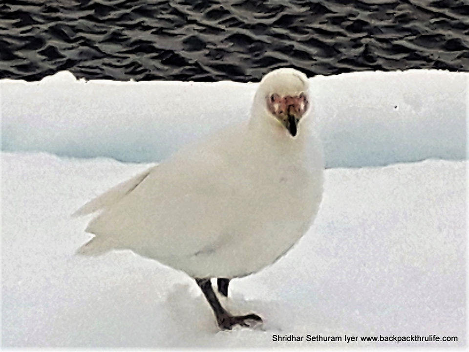 Photo of Antarctica by Shridhar Sethuram Iyer