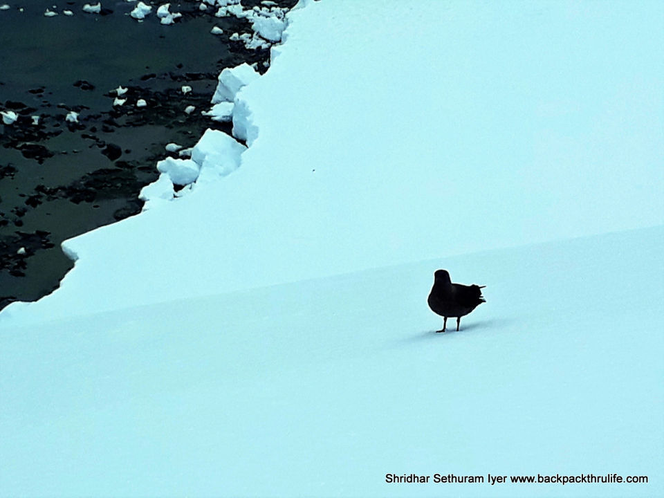 Photo of Antarctica by Shridhar Sethuram Iyer