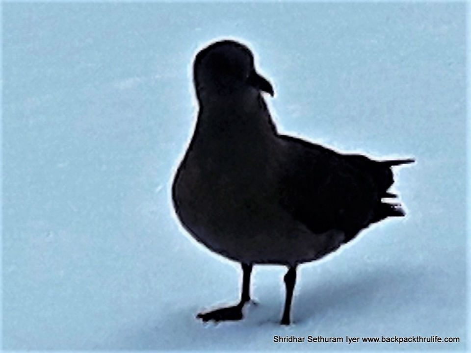 Photo of Antarctica by Shridhar Sethuram Iyer