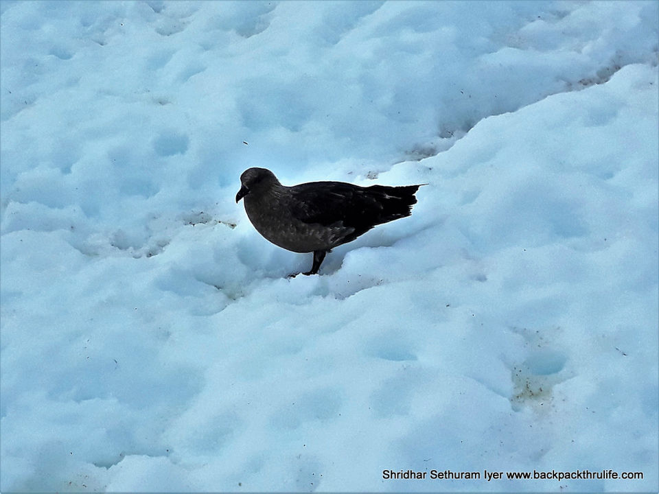 Photo of Antarctica by Shridhar Sethuram Iyer