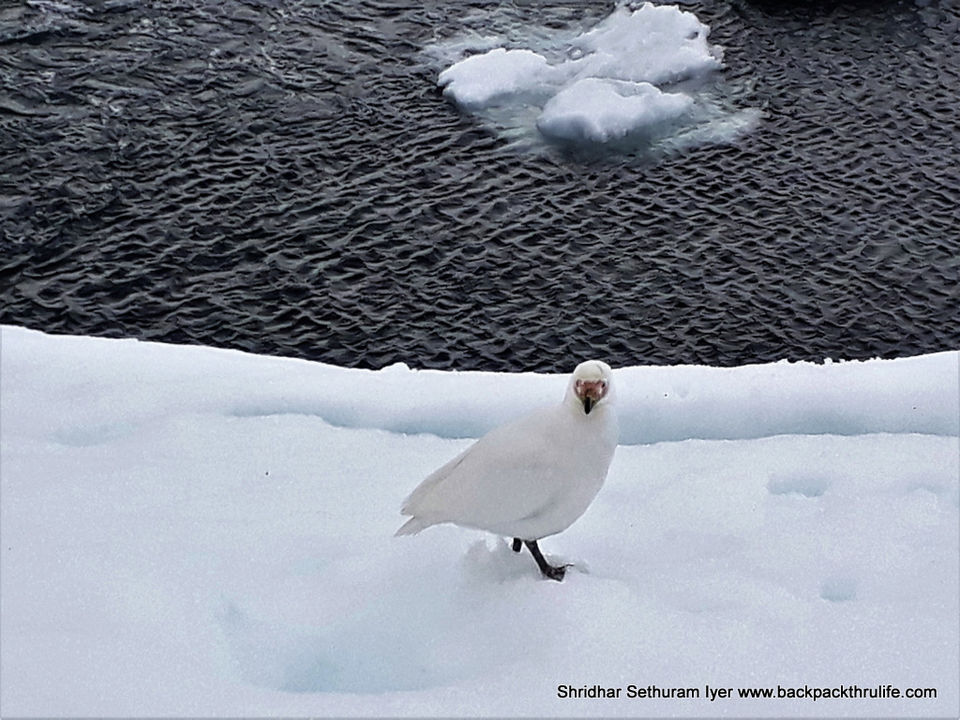 Photo of Antarctica by Shridhar Sethuram Iyer