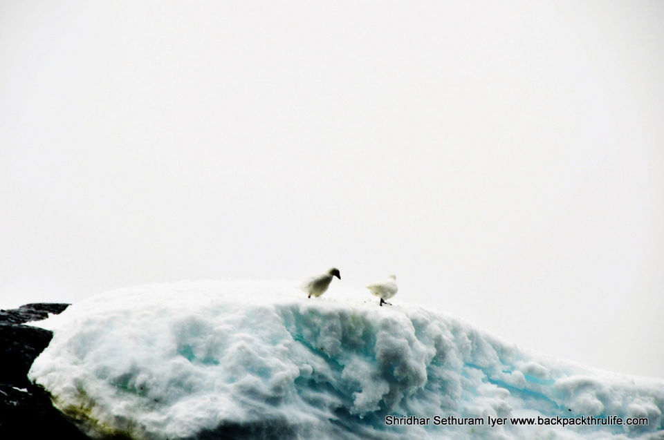 Photo of Antarctica by Shridhar Sethuram Iyer