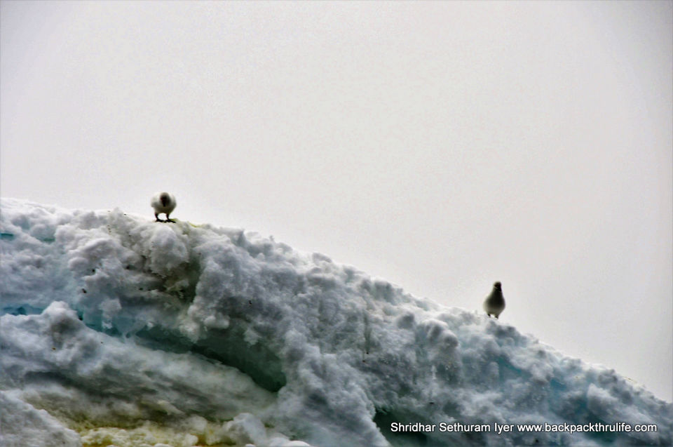 Photo of Antarctica by Shridhar Sethuram Iyer