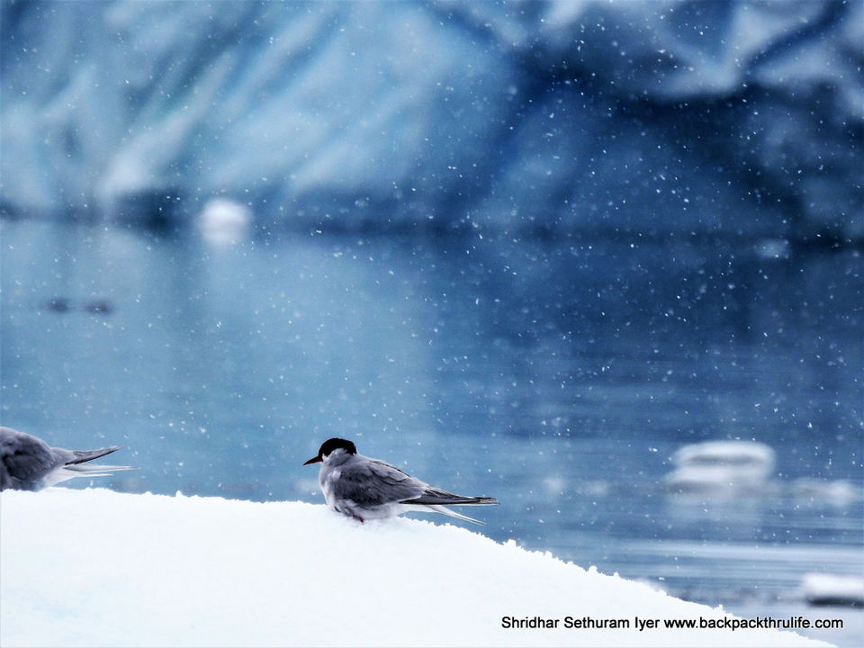 Photo of Antarctica by Shridhar Sethuram Iyer