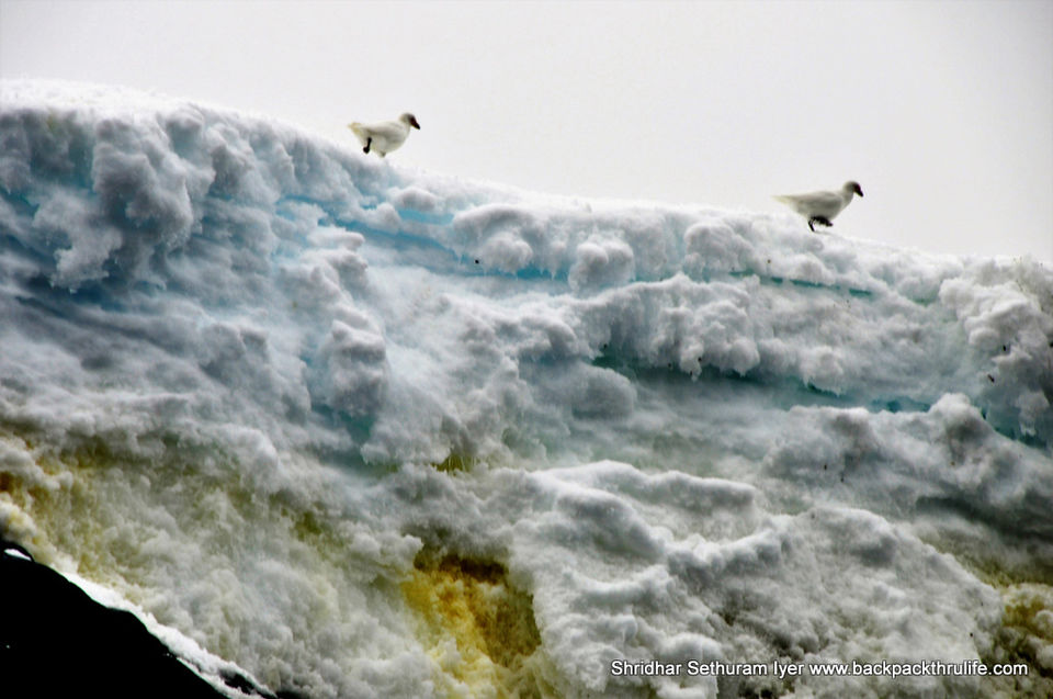 Photo of Antarctica by Shridhar Sethuram Iyer
