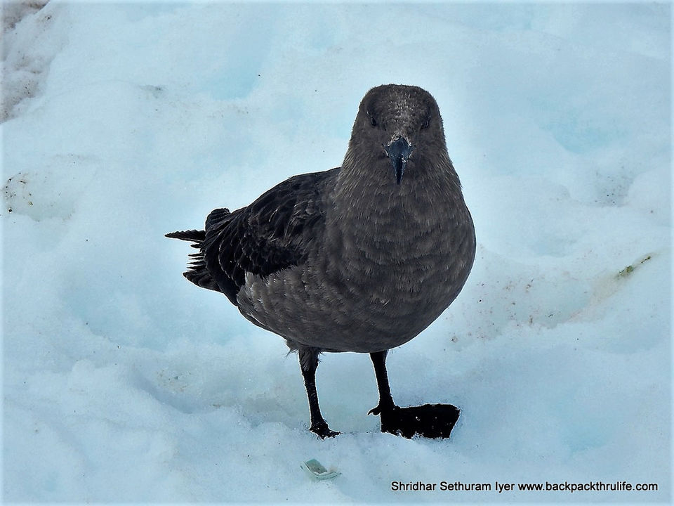 Photo of Antarctica by Shridhar Sethuram Iyer