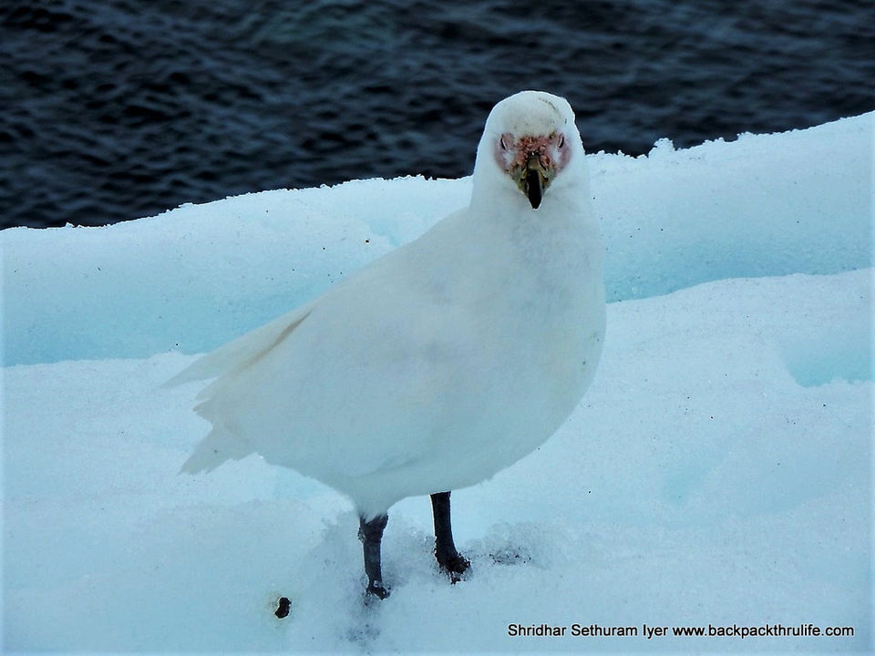 Photo of Antarctica by Shridhar Sethuram Iyer