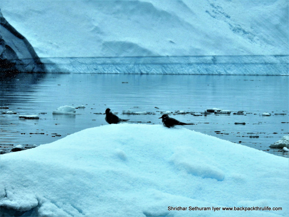 Photo of Antarctica by Shridhar Sethuram Iyer