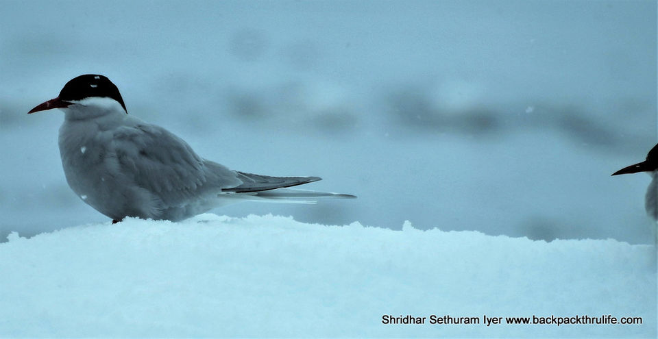 Photo of Antarctica by Shridhar Sethuram Iyer