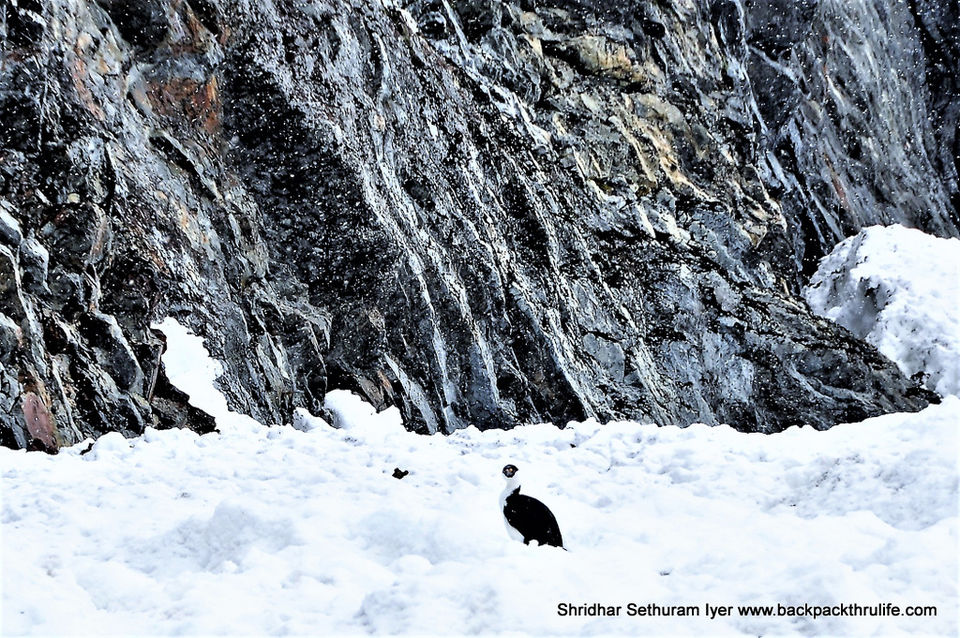 Photo of Antarctica by Shridhar Sethuram Iyer