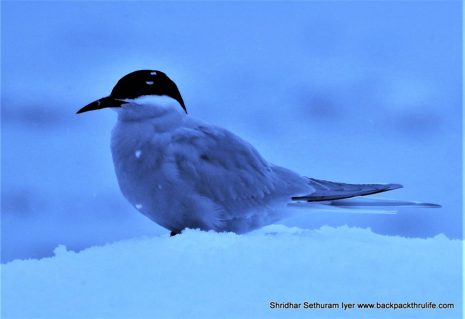 Photo of Antarctica by Shridhar Sethuram Iyer