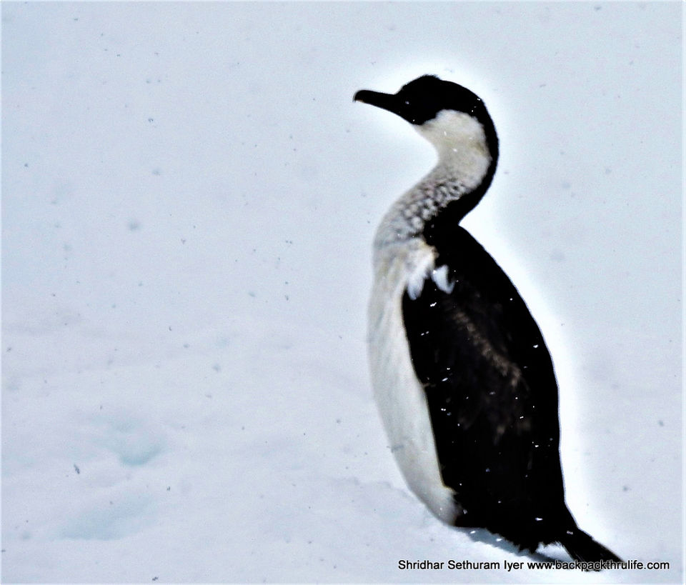 Photo of Antarctica by Shridhar Sethuram Iyer