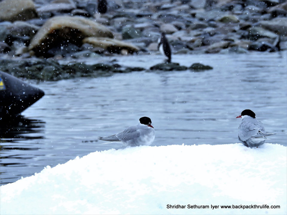 Photo of Antarctica by Shridhar Sethuram Iyer