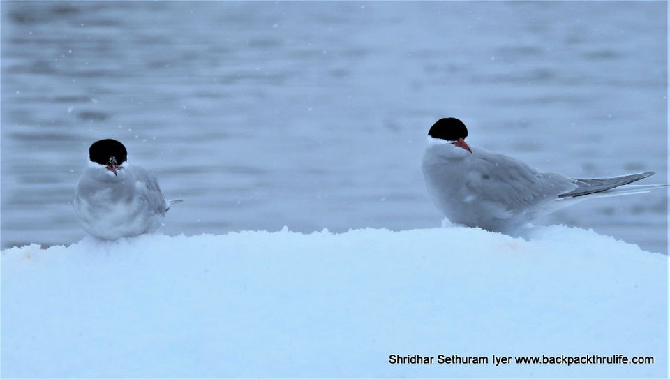 Photo of Antarctica by Shridhar Sethuram Iyer