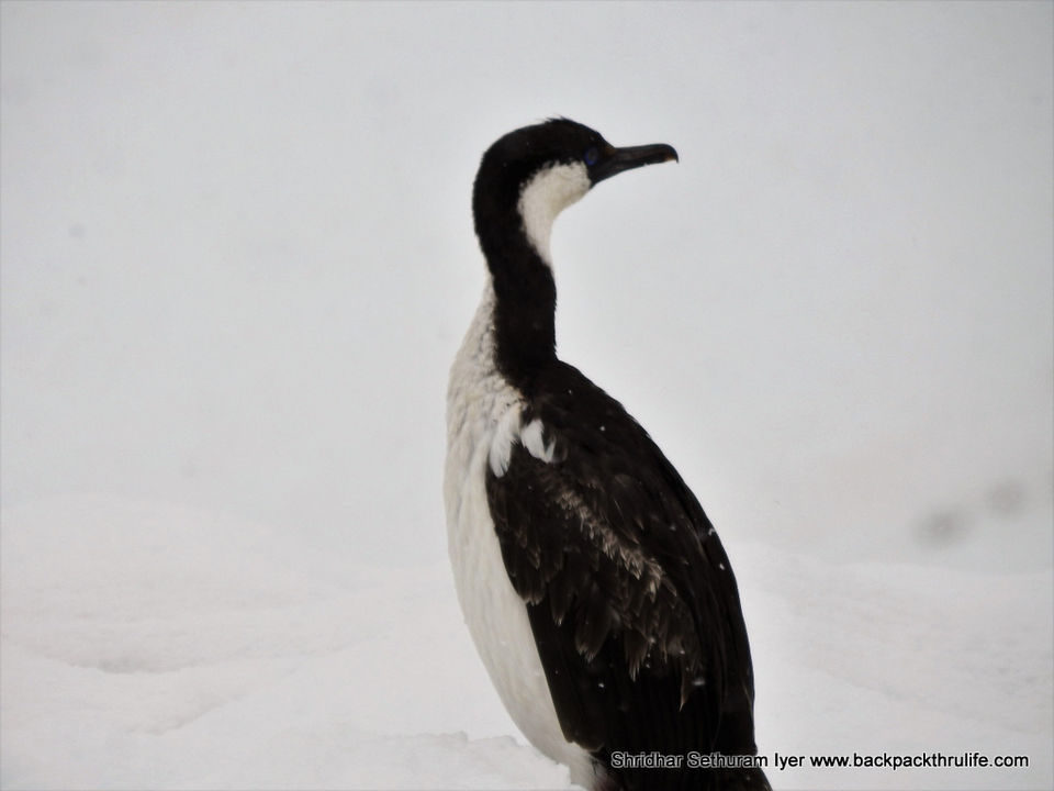 Photo of Antarctica by Shridhar Sethuram Iyer