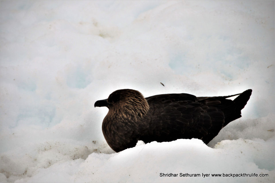 Photo of Antarctica by Shridhar Sethuram Iyer