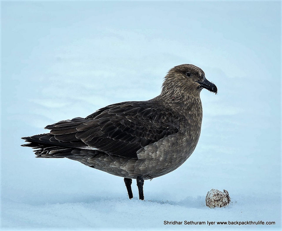 Photo of Antarctica by Shridhar Sethuram Iyer