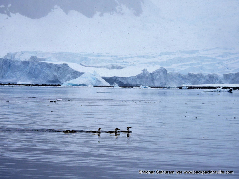 Photo of Antarctica by Shridhar Sethuram Iyer