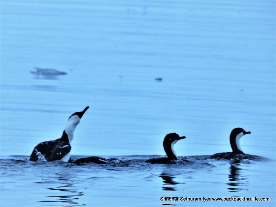 Photo of Antarctica by Shridhar Sethuram Iyer