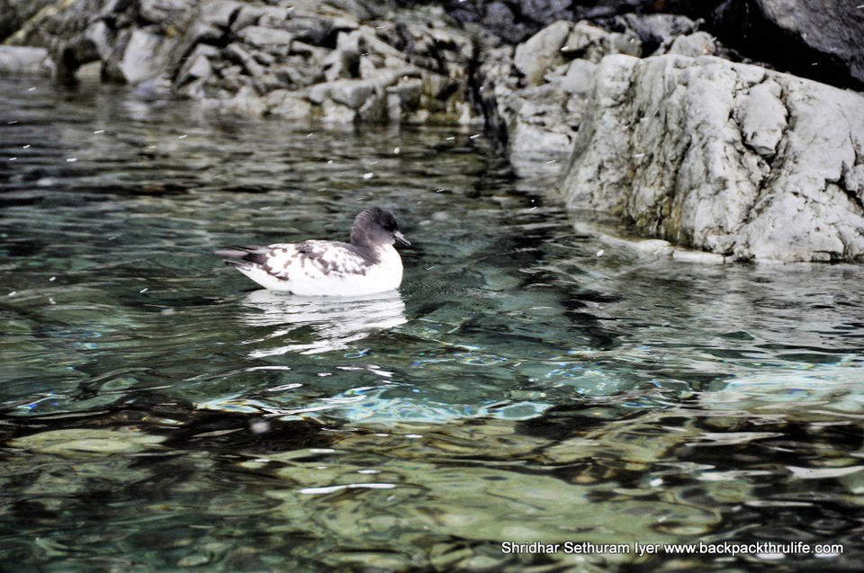 Photo of Antarctica by Shridhar Sethuram Iyer