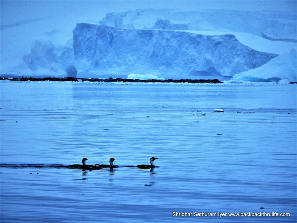 Photo of Antarctica by Shridhar Sethuram Iyer