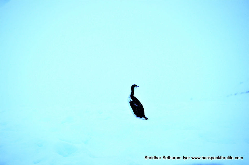 Photo of Antarctica by Shridhar Sethuram Iyer