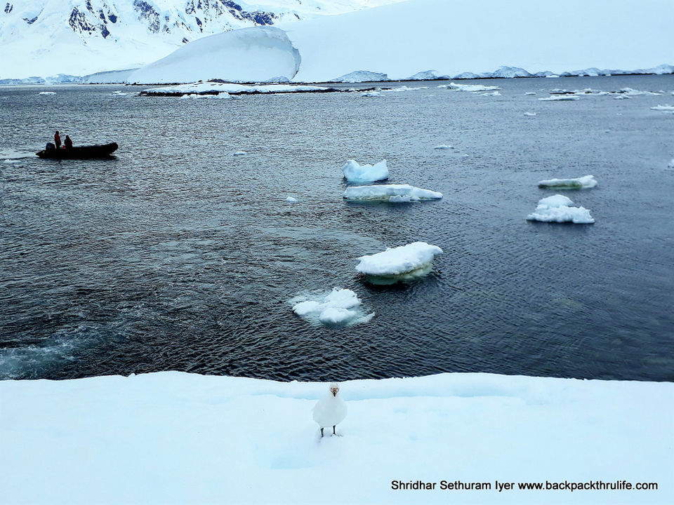 Photo of Antarctica by Shridhar Sethuram Iyer