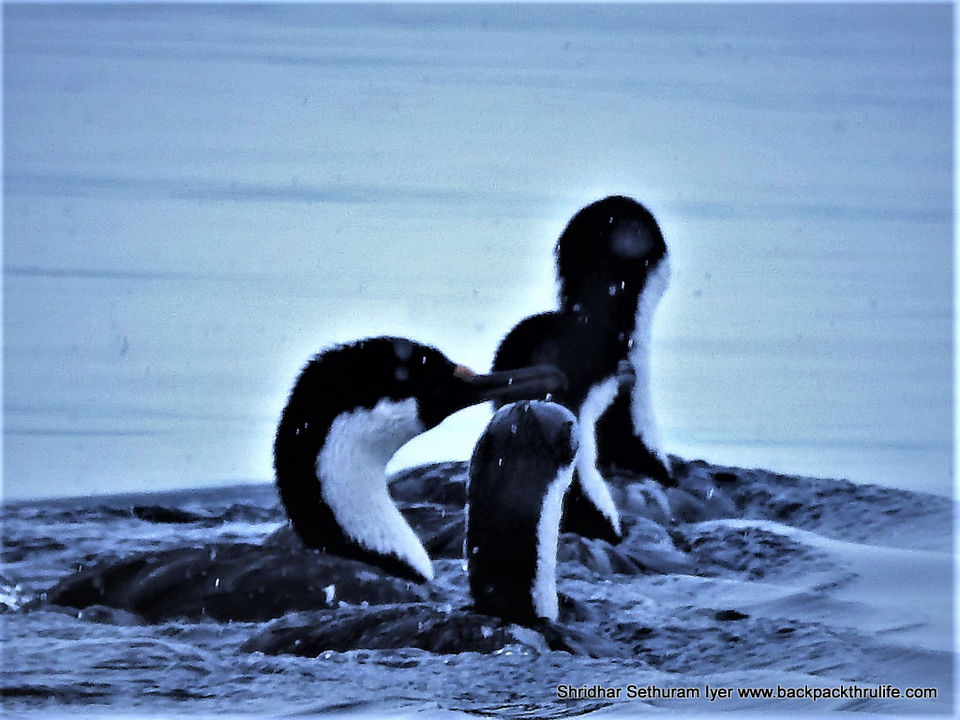 Photo of Antarctica by Shridhar Sethuram Iyer