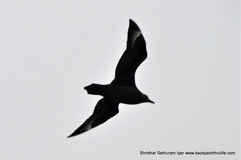 Photo of Antarctica by Shridhar Sethuram Iyer
