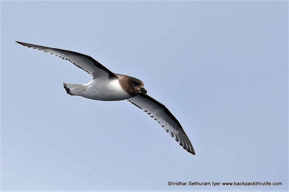 Photo of Antarctica by Shridhar Sethuram Iyer