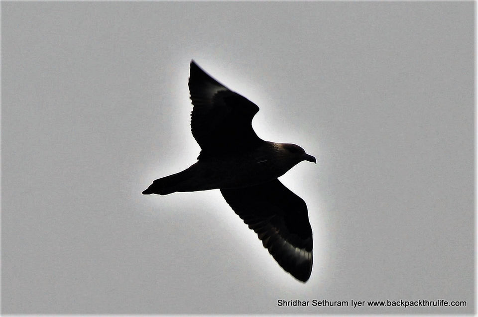 Photo of Antarctica by Shridhar Sethuram Iyer