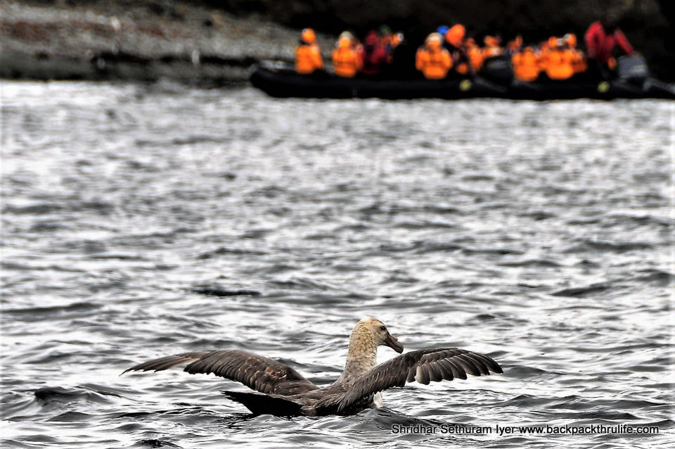 Photo of Antarctica by Shridhar Sethuram Iyer