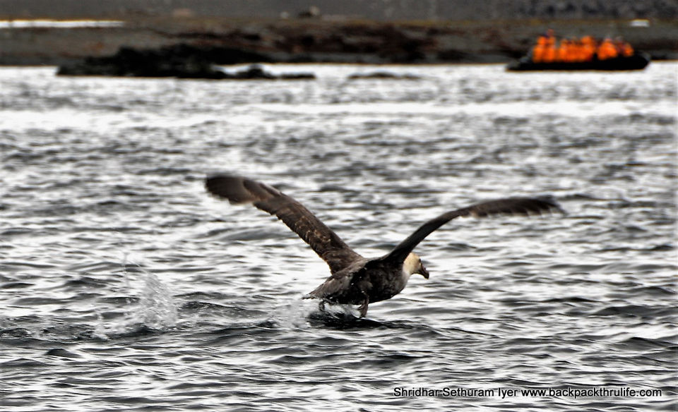 Photo of Antarctica by Shridhar Sethuram Iyer