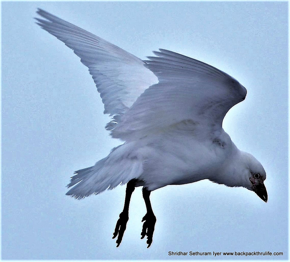 Photo of Antarctica by Shridhar Sethuram Iyer